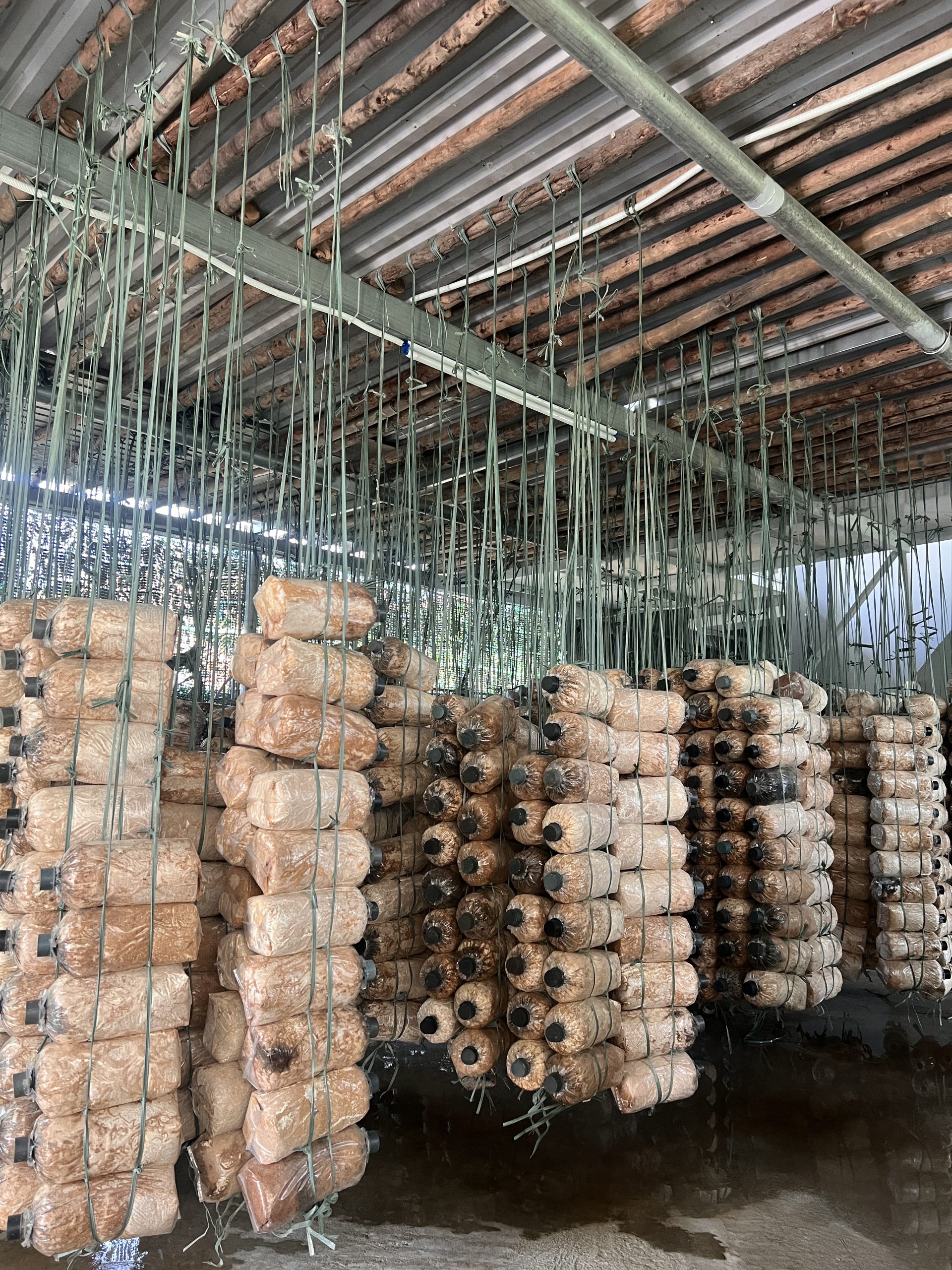 Nhà trồng nấm bào ngư xám Đà Nẵng