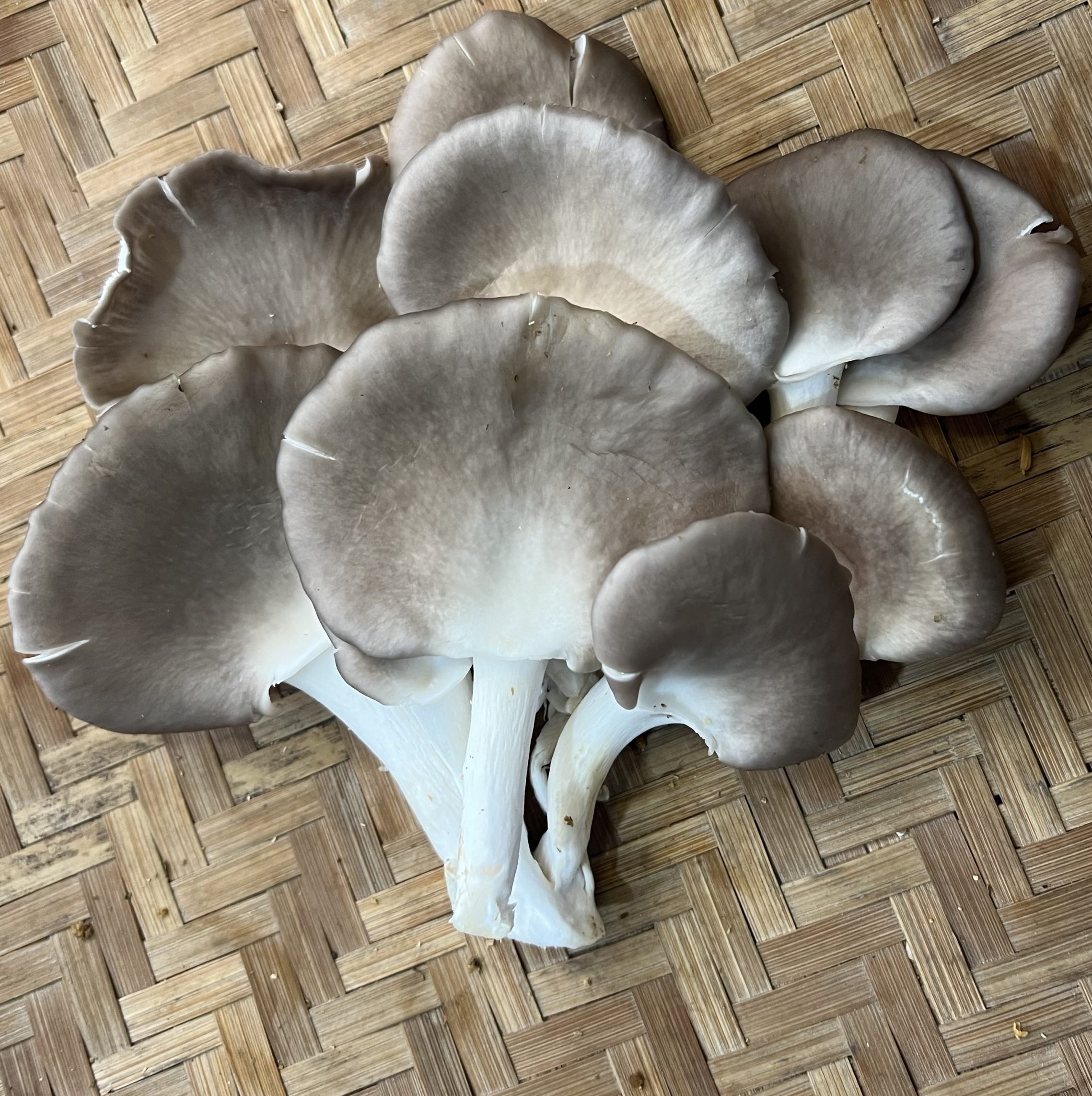 Nấm bào ngư xám Đà Nẵng tươi ngon