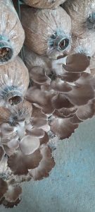 Thu hoạch nấm bào ngư xám Đà Nẵng